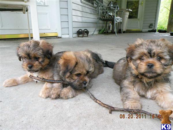 pekingese yorkie mix puppies for sale mixed breed puppy for sale adorable yorkinese puppies 1 2 pekingese 1 2 york 7 years pekingese yorkie mix puppies for sale mixed breed puppy for sale adorable yorkinese puppies 1 2 pekingese 1 2 york 7 years