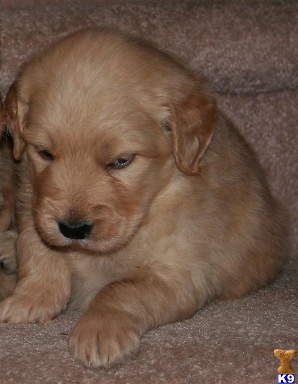 Golden Retriever dog