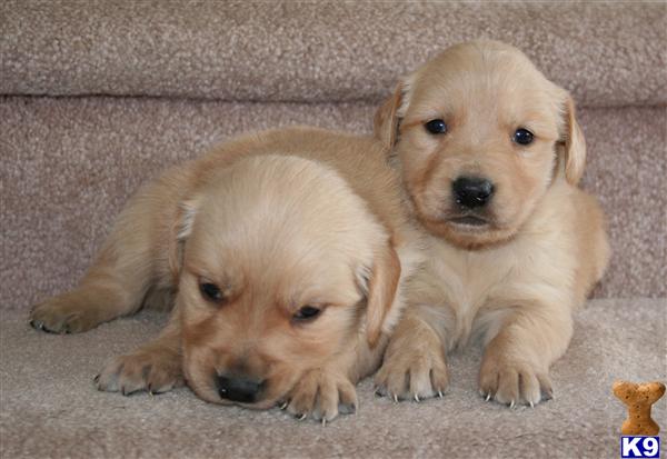 Golden Retriever dog