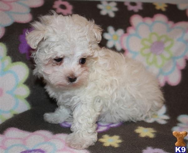 Maltese dog