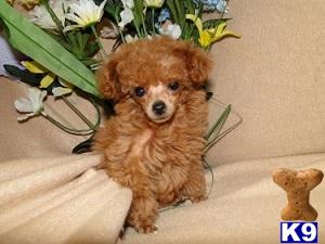 poodle puppy posted by debbindebbin