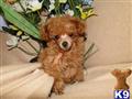 poodle puppy posted by debbindebbin