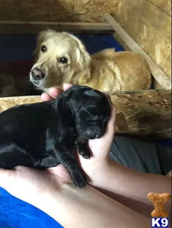 Golden Retriever female dog