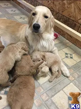 Golden Retriever female dog