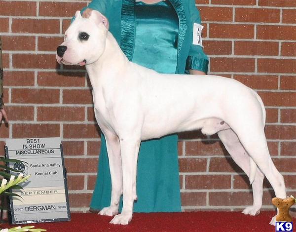 a dogo argentino dog wearing a garment