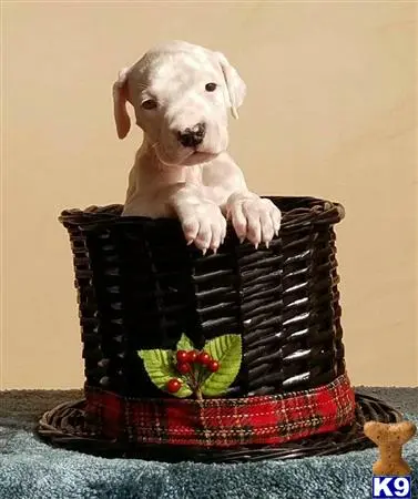 Dogo Argentino puppy for sale