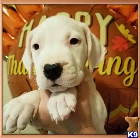 Dogo Argentino puppy for sale