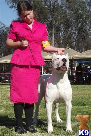 Dogo Argentino puppy for sale