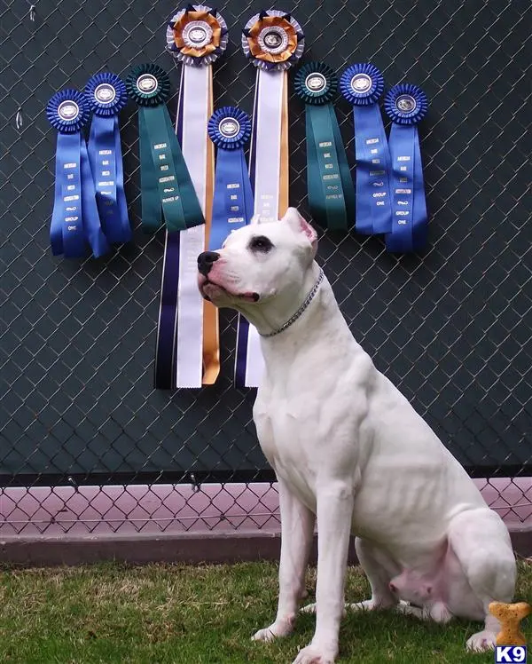 Dogo Argentino stud dog