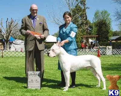 Dogo Argentino puppy for sale