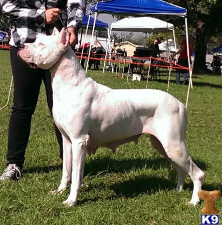 Dogo Argentino puppy for sale