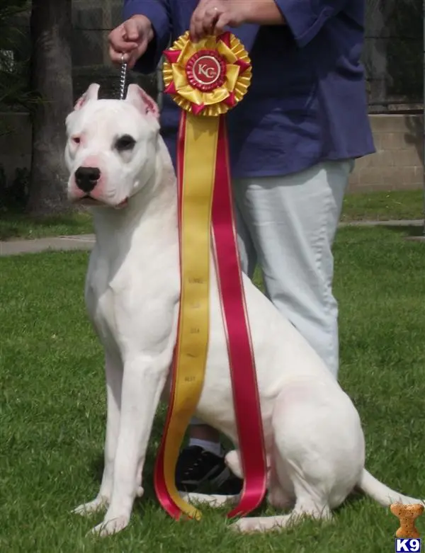 Dogo Argentino stud dog