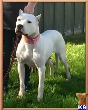 Dogo Argentino puppy for sale