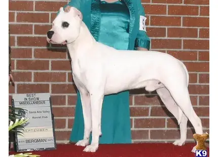 Dogo Argentino