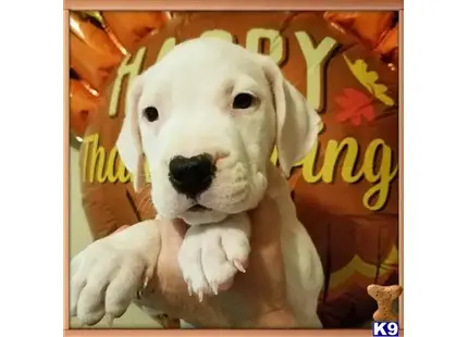 Dogo Argentino