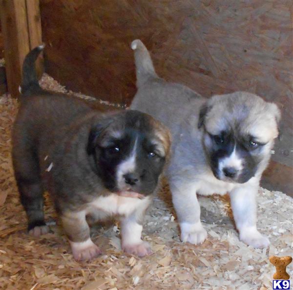 Anatolian Shepherd Dog