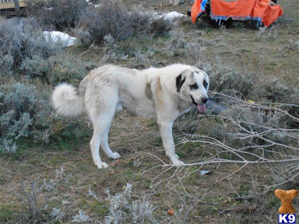 Anatolian Shepherd Dog stud dog