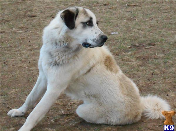 Anatolian Shepherd Dog dog