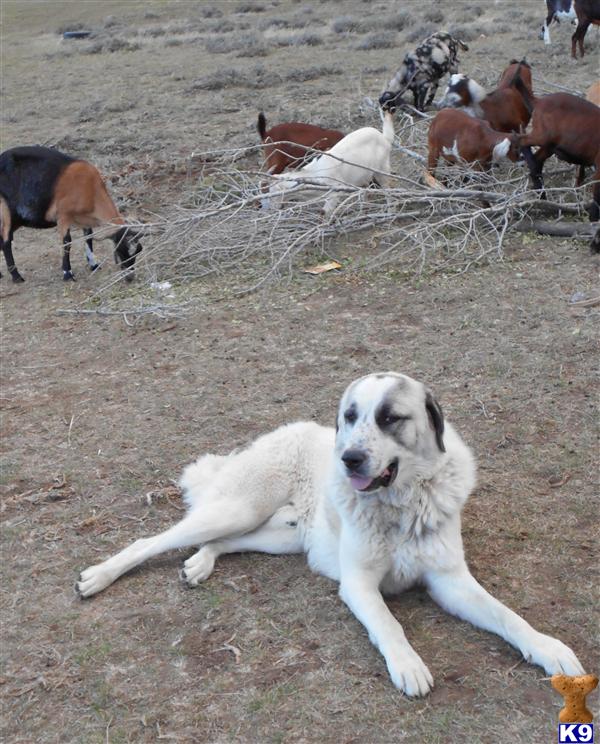 Anatolian Shepherd Dog stud dog