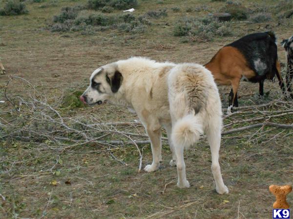 Anatolian Shepherd Dog dog