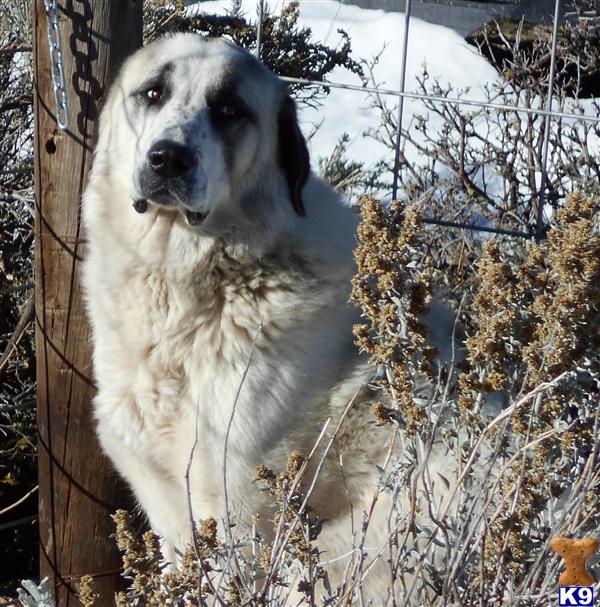 Anatolian Shepherd Dog dog