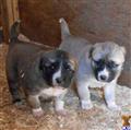Anatolian Shepherd Dog