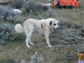 Anatolian Shepherd Dog