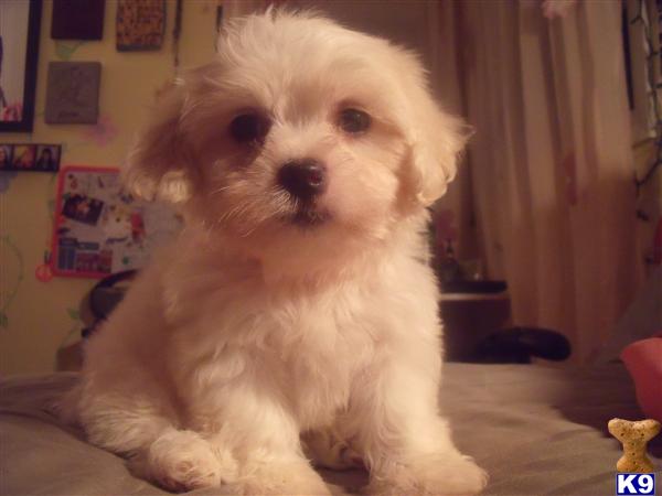 shih tzu puppies for sale in milwaukee wi teddy puppies for sale in milwaukee wisconsin breeds picture shih tzu puppies for sale in milwaukee wi teddy puppies for sale in milwaukee wisconsin breeds picture