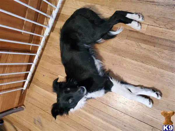 Border Collie female dog