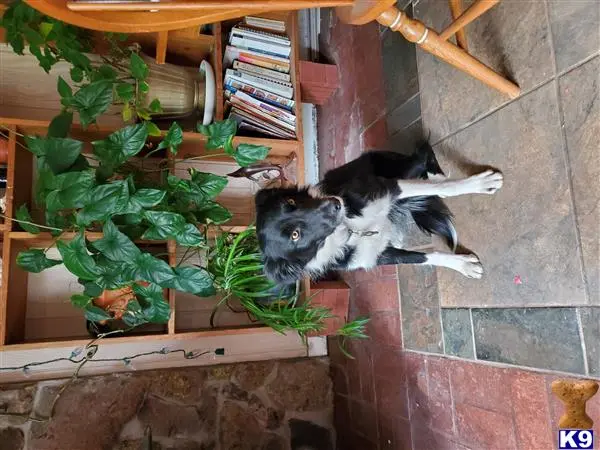 Border Collie female dog