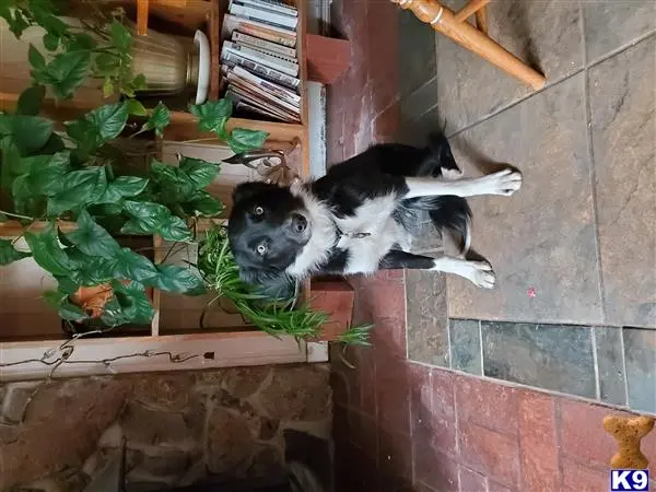 Border Collie female dog