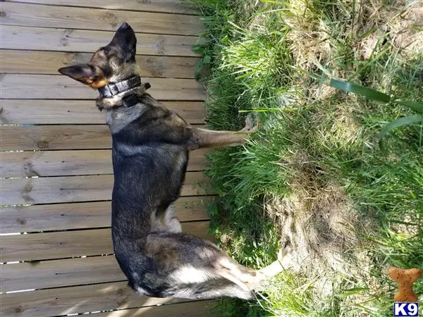 German Shepherd stud dog