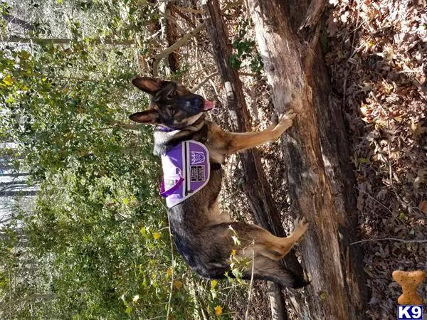 German Shepherd stud dog