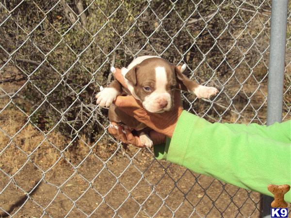 American Staffordshire Terrier