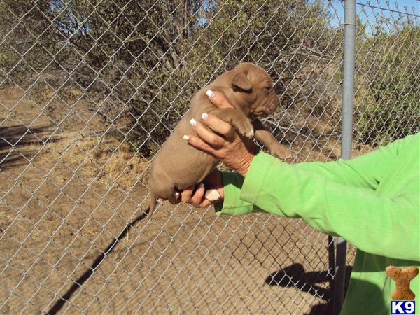 American Staffordshire Terrier