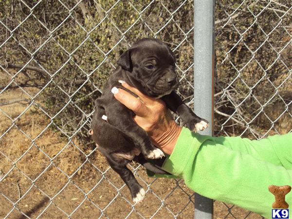 American Staffordshire Terrier