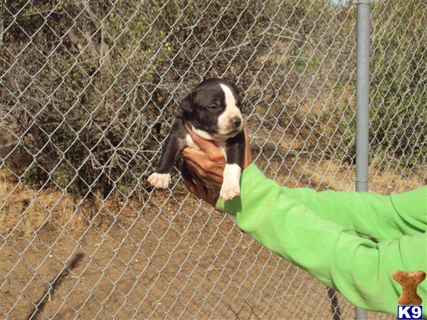 American Staffordshire Terrier