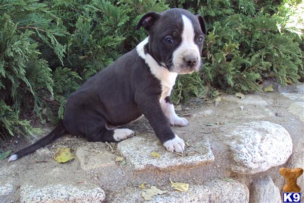 american staffordshire puppies for sale american staffordshire terrier puppy for sale akc of litter puppy 5 years american staffordshire puppies for sale american staffordshire terrier puppy for sale akc of litter puppy 5 years