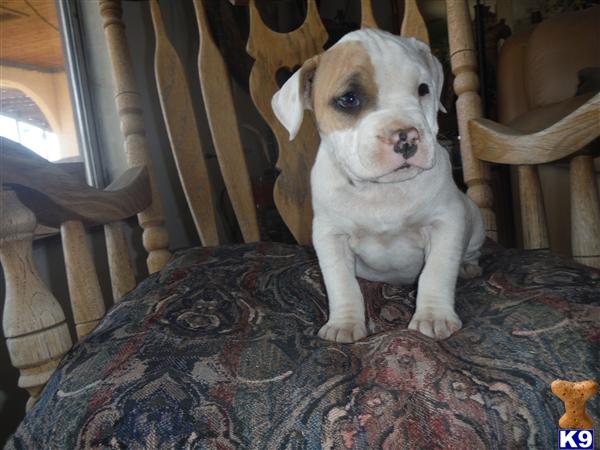 American Staffordshire Terrier puppy for sale