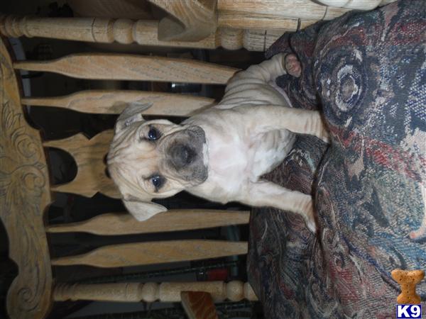 American Staffordshire Terrier puppy for sale