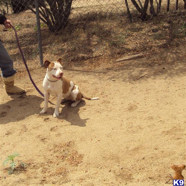 American Staffordshire Terrier dog