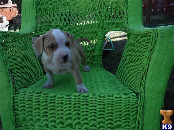 American Staffordshire Terrier