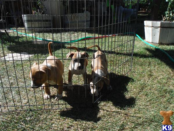 American Staffordshire Terrier