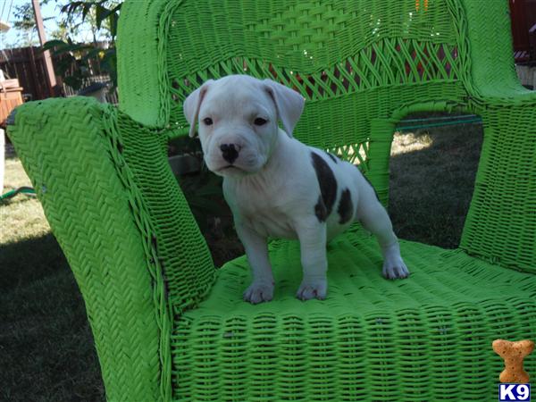 American Staffordshire Terrier