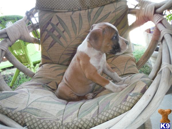 american staffordshire terrier puppy posted by decker8