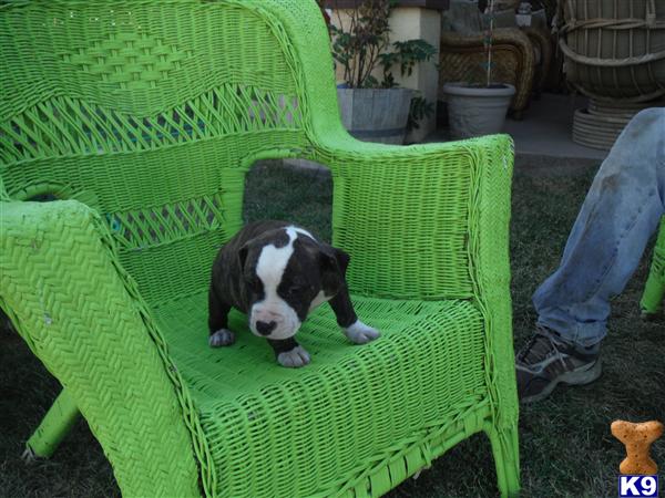 American Staffordshire Terrier