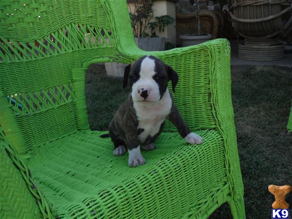 American Staffordshire Terrier