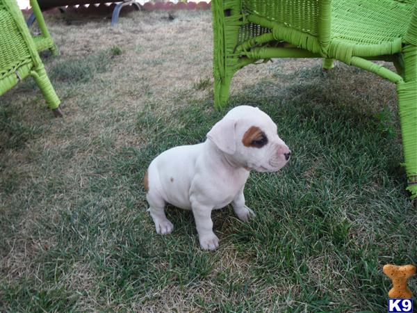 American Staffordshire Terrier