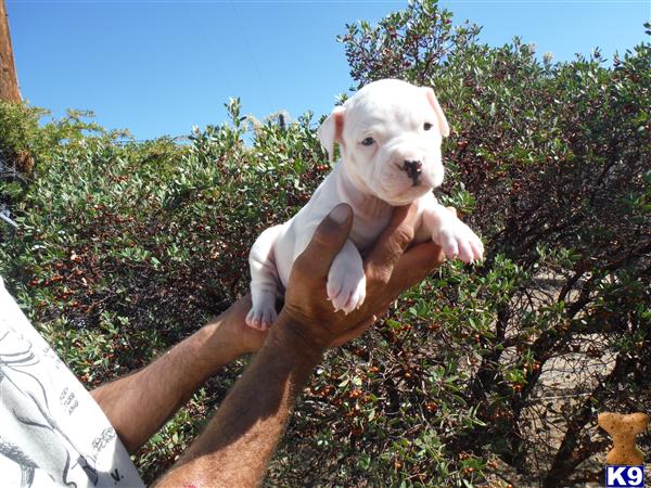 American Staffordshire Terrier