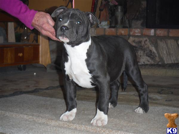 American Staffordshire Terrier